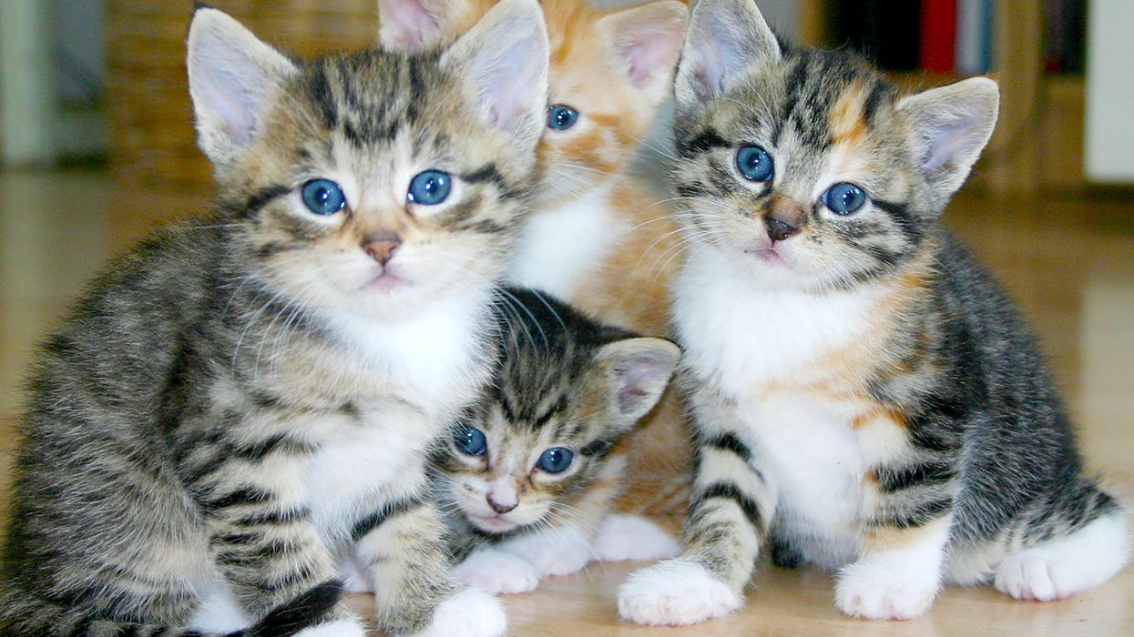 white and brown tabby kittens