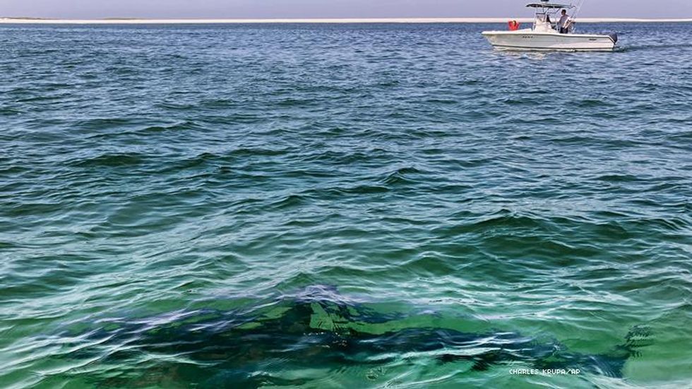 White shark off Cape Cod