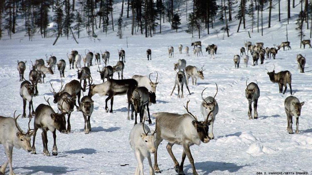 Wild reindeer