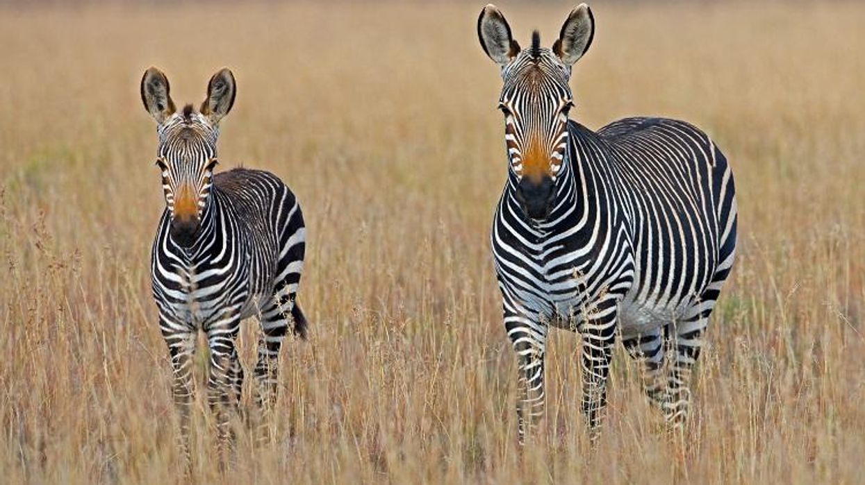 Zebras