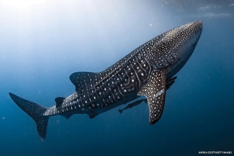 Whale sharks are gentle giant filter feeders