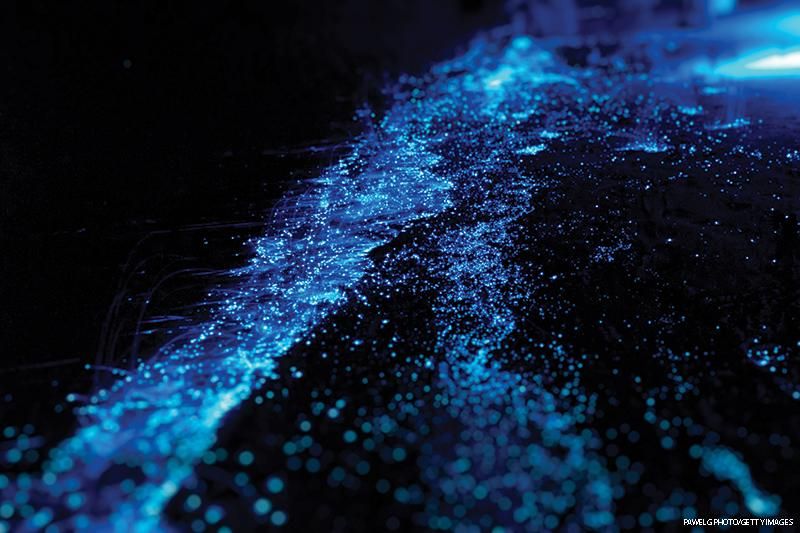 Illumination of bioluminescent plankton