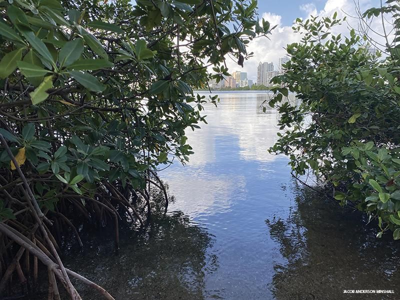 San Juan, Puerto Rico is Perfect Mix of Nature and Nightlife - Condado Lagoon mangroves