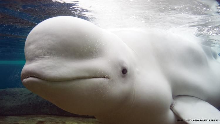 Chicago Shed Aquarium Beluga whale
