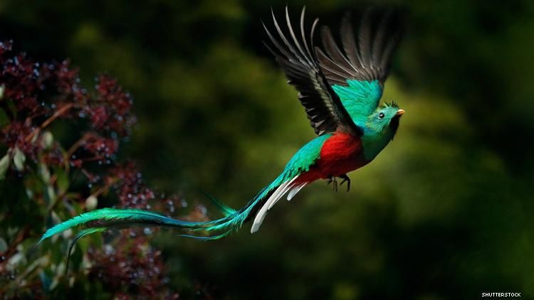 costa_rica_resplendent_quetzal