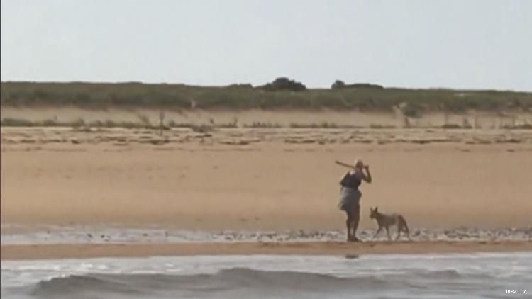 A woman wave stick at coyote on P-town beach