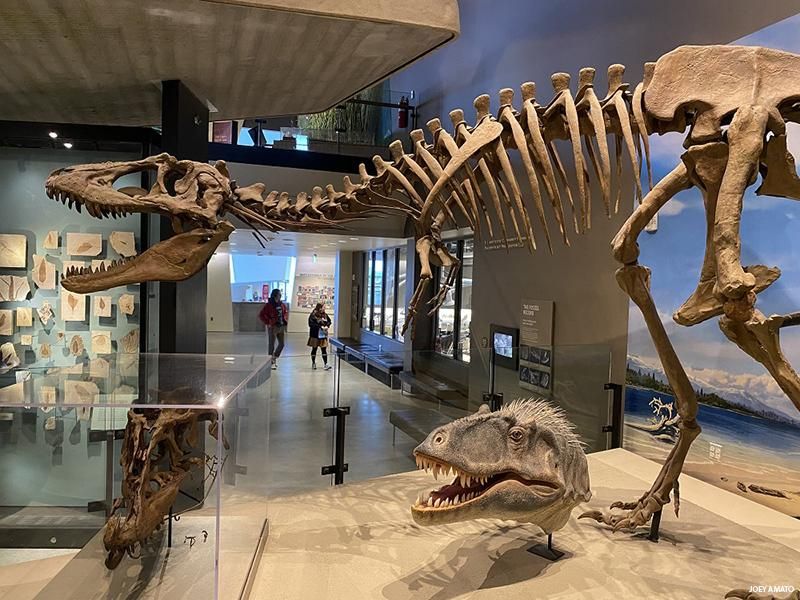 The Natural History Museum’s extensive dinosaur collection in Salt Lake City