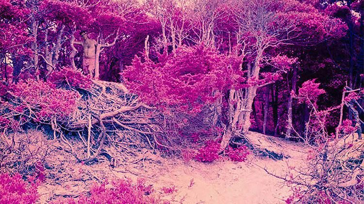 Sam Zalutsky Creates Mysterious Beauty On Fire Island's Meat Rack - Vimarsana News