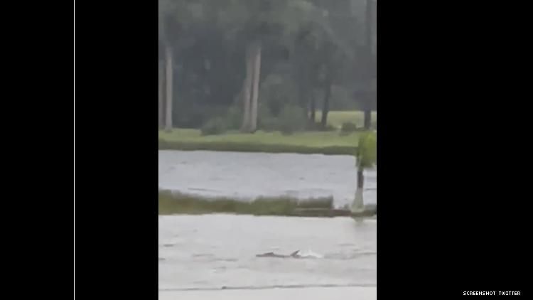 shark swimming 