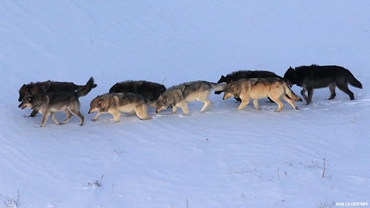 Yellowstone Park wolves