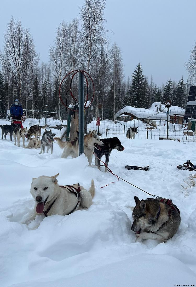 These canine athletes take a break after pulling the author on a sled