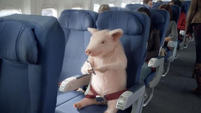 service animal on airplane