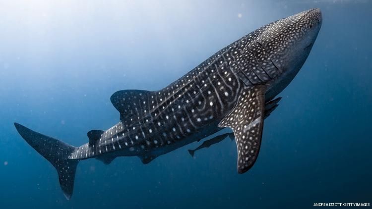 This LGBTQ+ Family Went Swimming with Whale Sharks