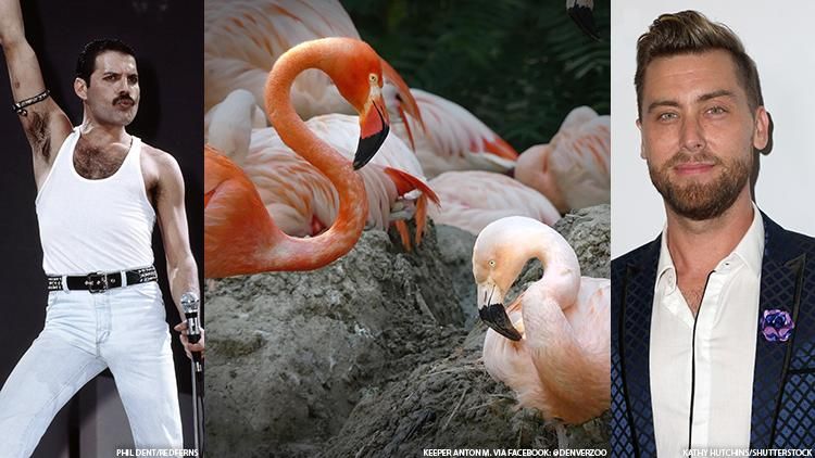 The famed same-sex flamingos at the Denver Zoo reportedly remain on good terms, though, after amicably ending their multi-year relationship.