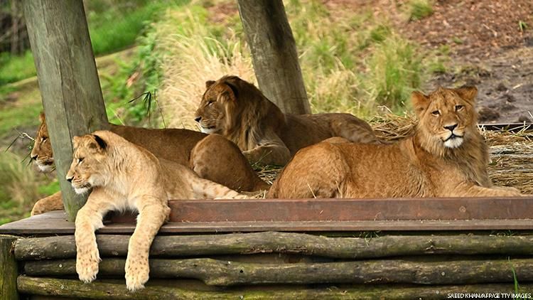 New Footage Reveals How 5 Lions Escaped at Sydney Zoo