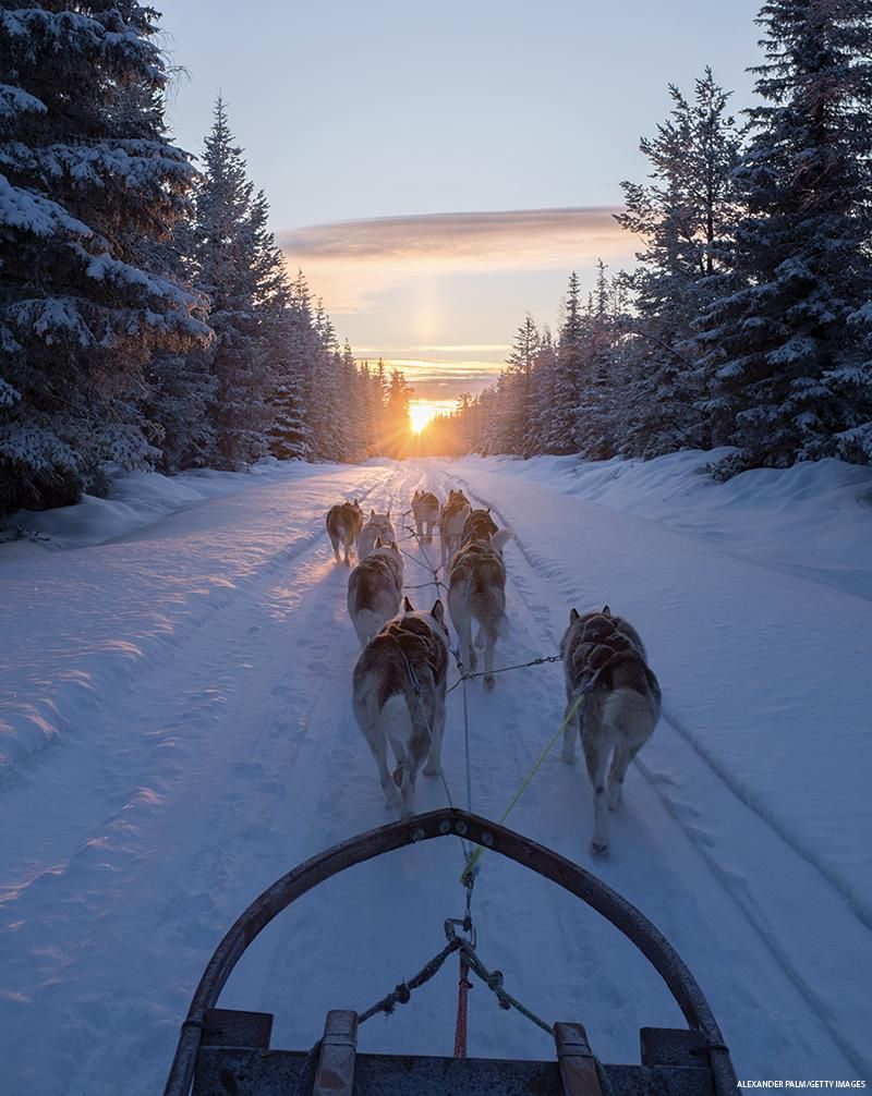 Sled dogs pulling cart on snow-covered road
