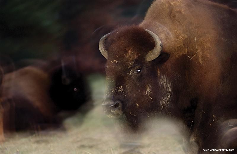 A bison appears ghost-like in the pre-dawn light at Custer State Park in the southern Black Hills of South Dakota. Millions of bison were slaughtered as part of a genocidal campaign against American Indians. Nearly extinct by the late 1800’s, today only a